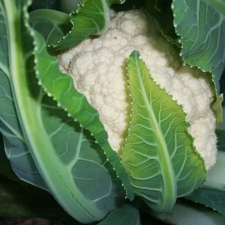 Локрис F1 / Locris F1