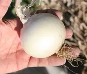 Фото Вайт Рок F1 (White Rock F1)