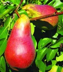 Фото Вересневе Дево