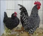 Фото Шотландська Сіра