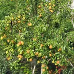 Фото Талгарська красуня