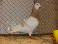 Фото Саарландський