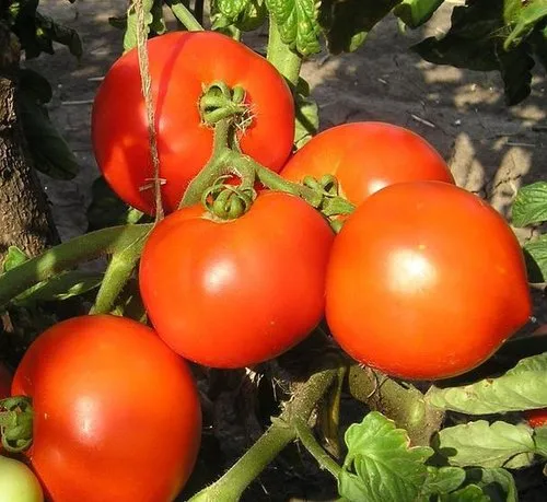 Гектор F1 / Hektor F1