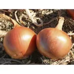 Фото Коппер Бол F1 / Copper Ball F1