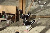 Фото Угорський голуб