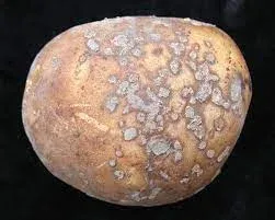 Борошниста парша у картоплі