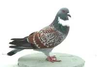 Фото Каучо (Кушва, Кашуа)