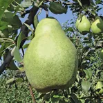 Фото Ноябрська (Ксенія, Зимня, Ноябрська Молдова)