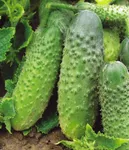 Фото Муромський 36