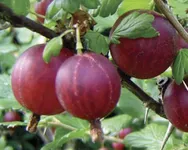 Фото Чарівність