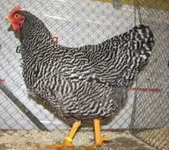 Фото Амрокс