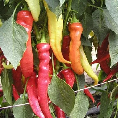 Палівець / Palivec