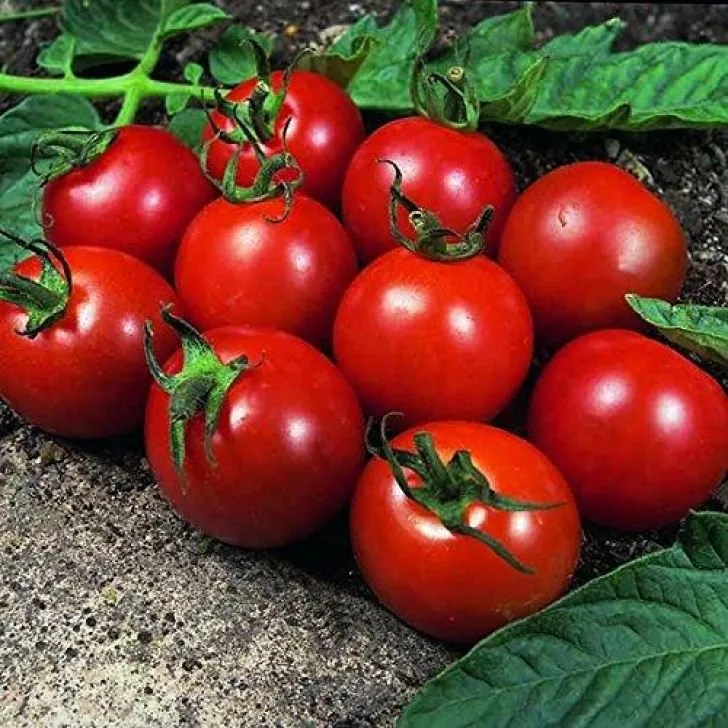 Брілліант F1 / Brilliant F1