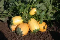 Фото Російські спагетті