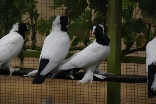 Вюртемберзький монах