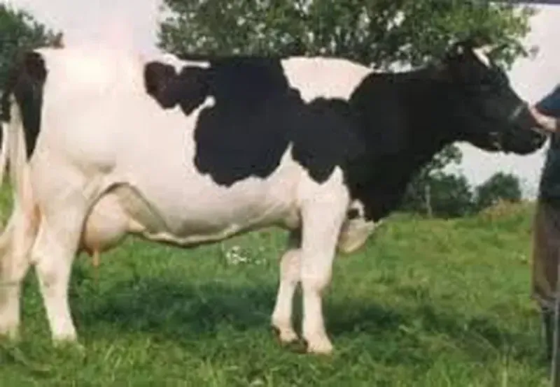 Китайська Чорна Строката