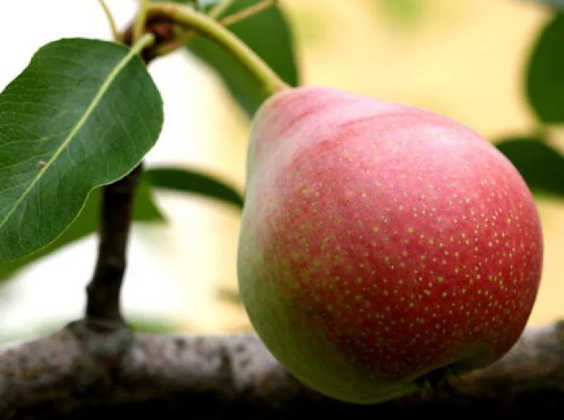 Мармурова груша