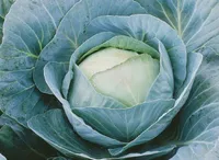 Фото Адаптор F1 / Adaptor F1