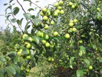 Фото Скороспілка з Мичуринска