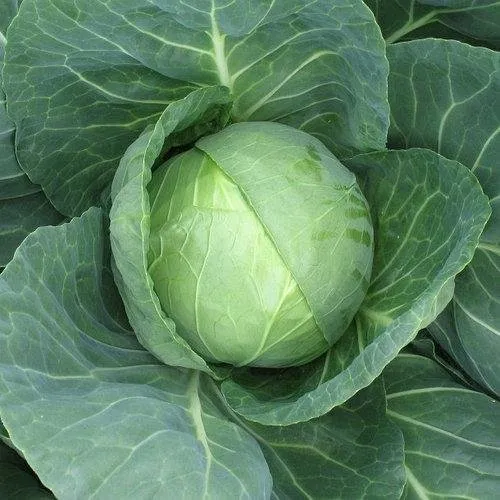 Еліза F1 / Elisa F1