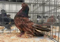 Фото Англійський короткодзьобий турман