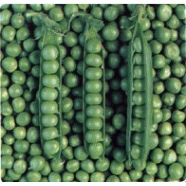 Трістар / Tristar