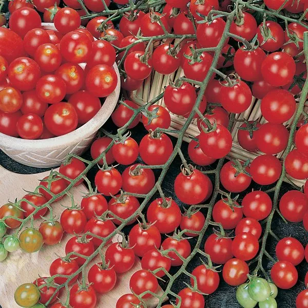 Фаворіта F1 / Favorita F1