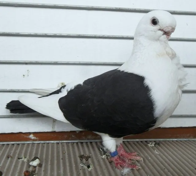 Анатолійська чайка