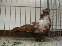 Фото Альтстамер