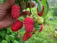 Фото Брянська