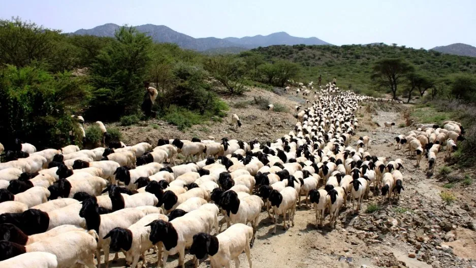 Сомалійська (Somali)