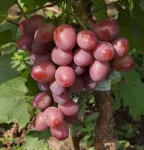 Фото Парижанка