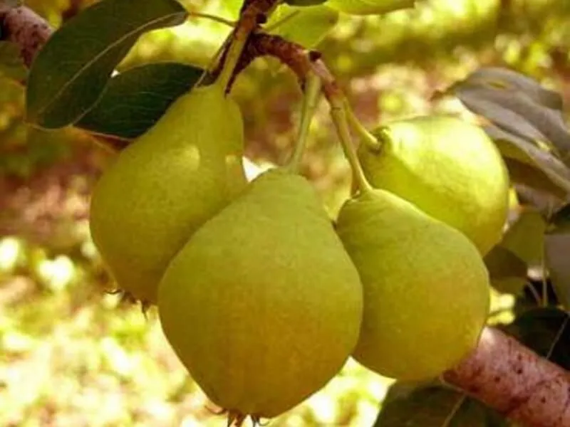 Велика літня