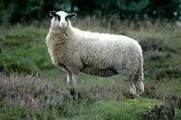 Фото Бентгеймерська Ландшафтна (Bentheimer Landschaf)