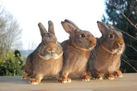 Фото Дейлінар