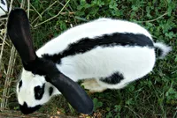 Фото Чекерд Гігантський (Строкач)