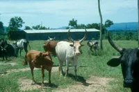 Фото Абігар