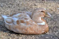 Фото Орпінгтон