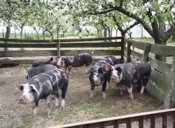 Породи свиней Пулавська