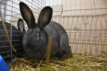 Породи кроликів Бурбонський сірий | Gris du Bourbonnais