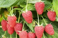 Фото Новина Кузьміна