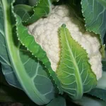 Фото Локрис F1 / Locris F1