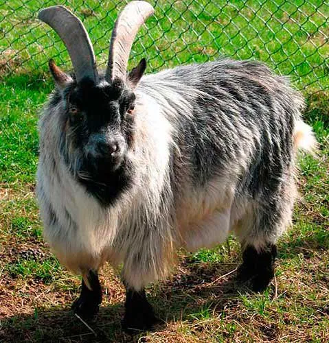 Камерунська карликова коза (Pygmy)