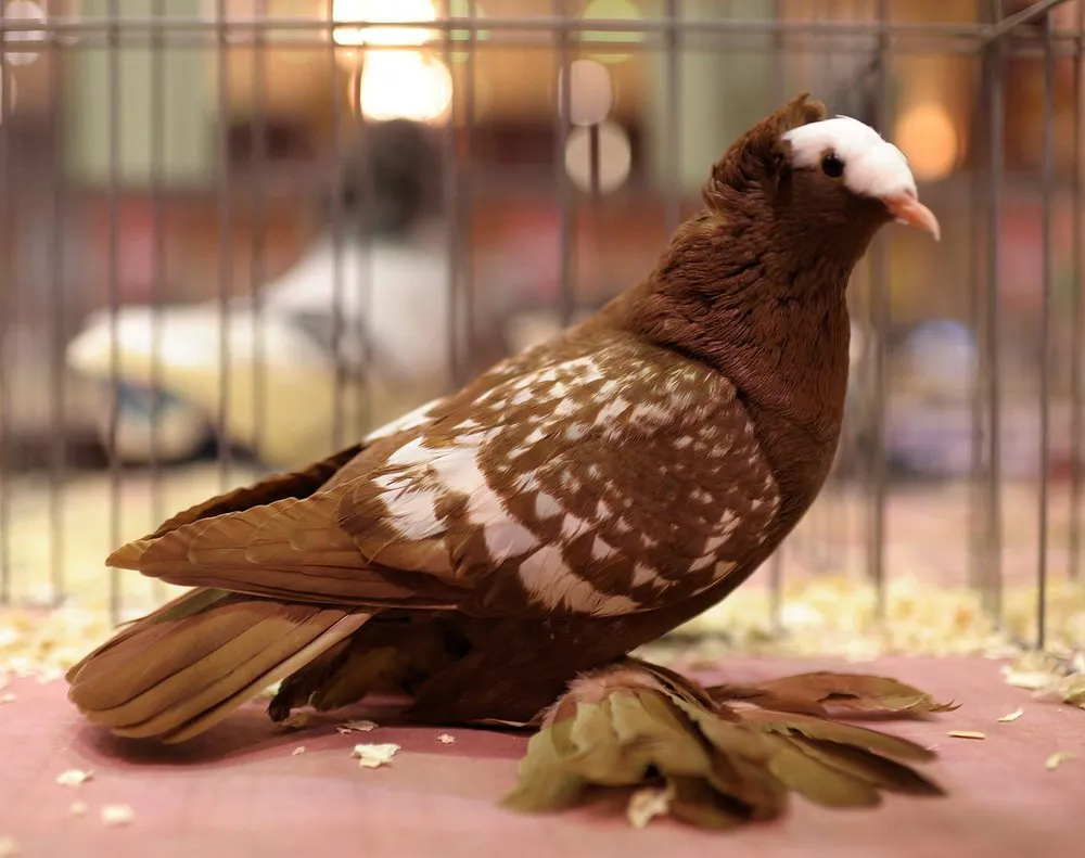 Саксонський монах