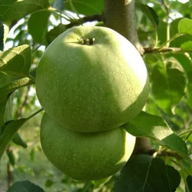 Сорти яблунь Симиренковець