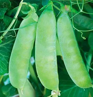 Цукровий  Орегон