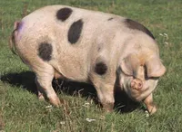 Фото Плямиста