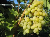 Фото Мускат Літній