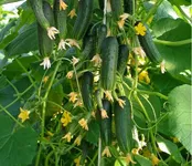 Фото Балконний F1