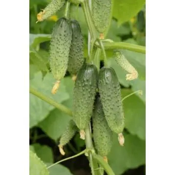 Смарагдове місто F1